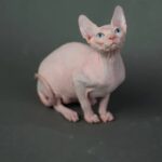 sphynx kittens for sale